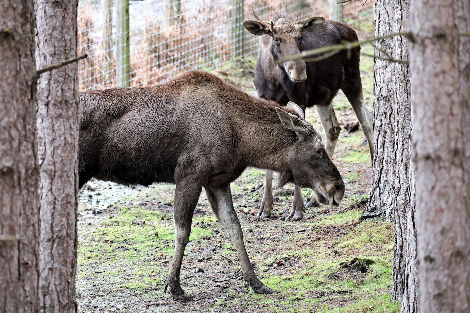 Jurgeon and Caramel, the only elks left in the UK
