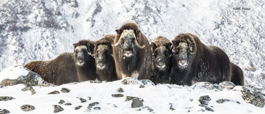 A Muskoxen herd in Our Changing Planet