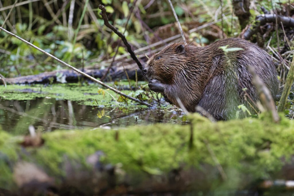 Beaver on the edge of the pond on the Holnicote Estate in Devon. Credit National Trust Images Nick Upton 1200x800 1 Beaver on the edge of the pond on the Holnicote Estate in Devon. Credit National Trust Images Nick Upton 1200x800 1