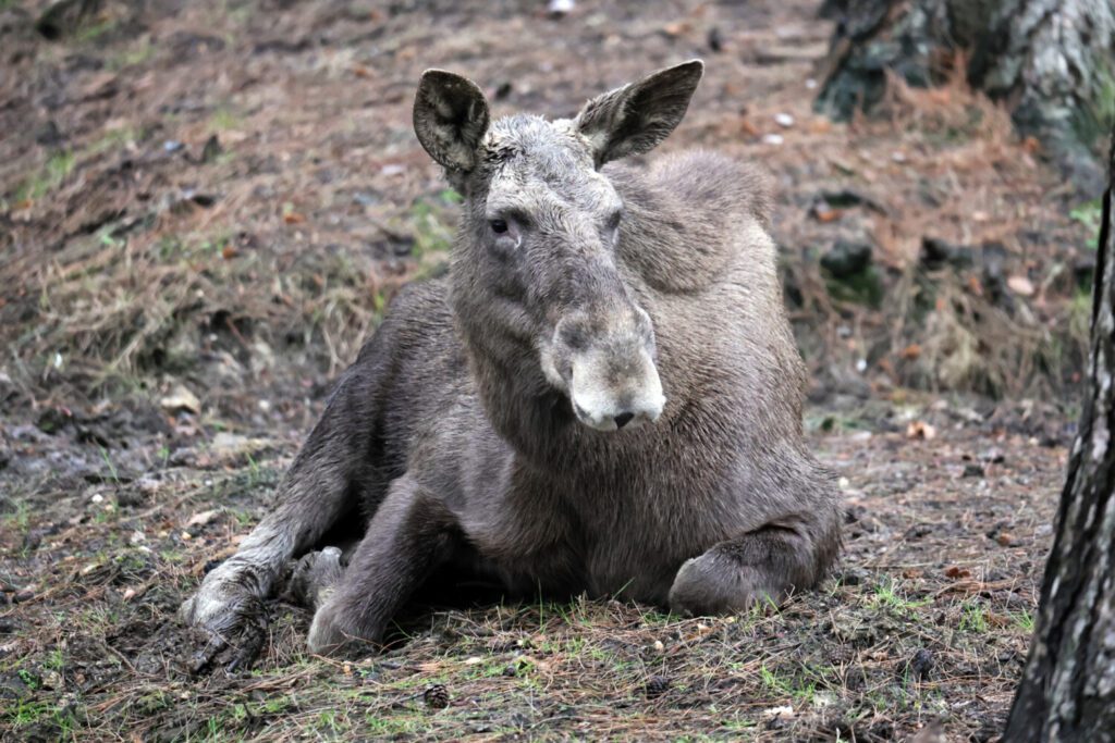 Caramel Caramel, one of the only two elks left in the UK