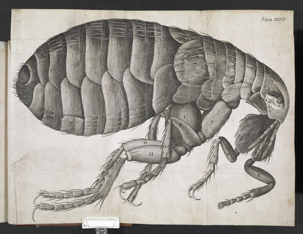 Micrographia by Robert Hooke 435.3.19 Micrographia by Robert Hooke
