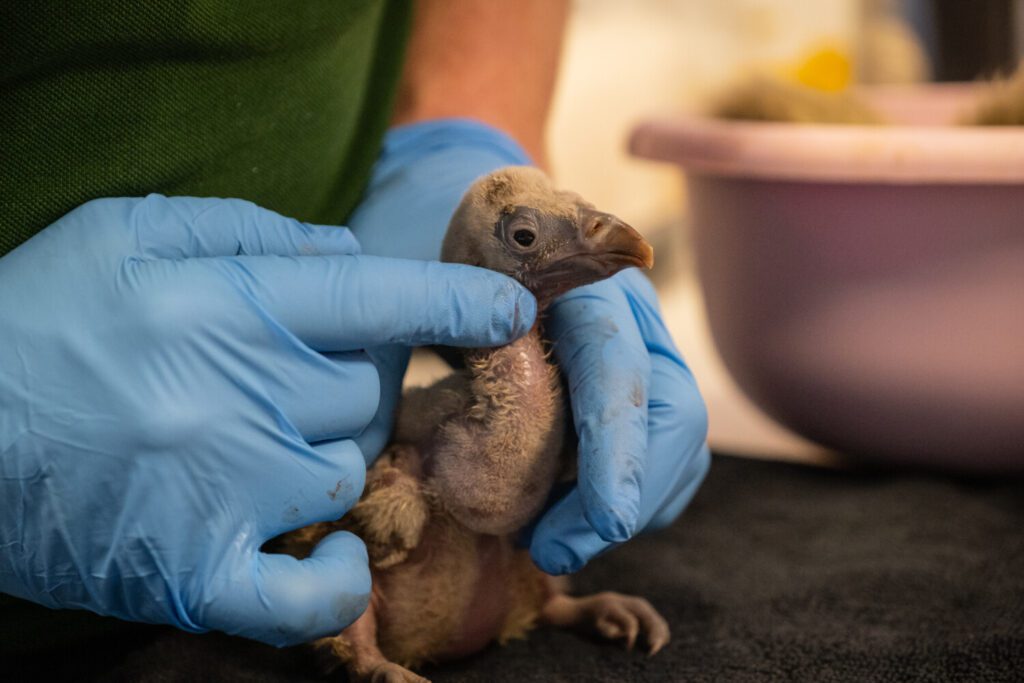 6 day old vulture chick at London Zoo 2 c London Zoo 6 day old vulture chick at London Zoo