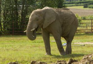 Coco Coco the elephant, one of the Kings of Howletts