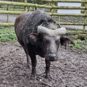 Donald the Dwarf Forest Buffalo, one of the Kings of Port Lympne
