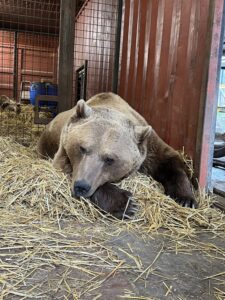 Julio 1 Julio the brown bear, one of the Kings of Port Lympne