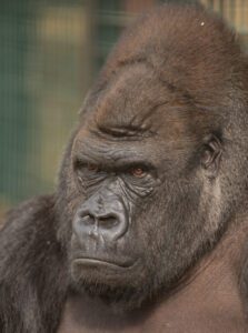 Kifu Kifu the gorilla, one of the Kings of Howletts