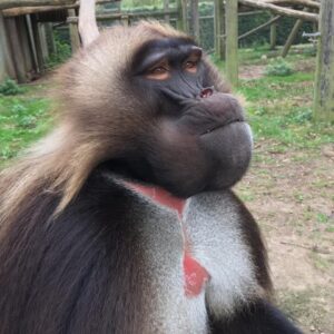 One of the Kings, Lee the Gelada at Howletts