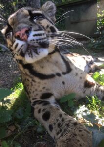 Tai Wada Tai Wada the Clouded Leopard, one of the Kings of Howletts