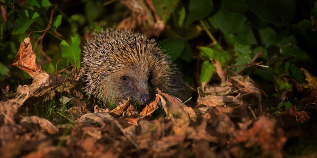 Hedgehog-©-Jon-Hawkins A hedgehog is just one of the things you might spot as part of 30 Days Wild 2023