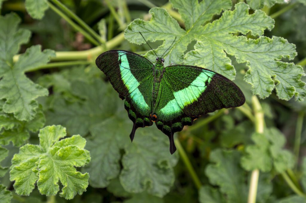 Butterfly House 3 Butterfly House 3