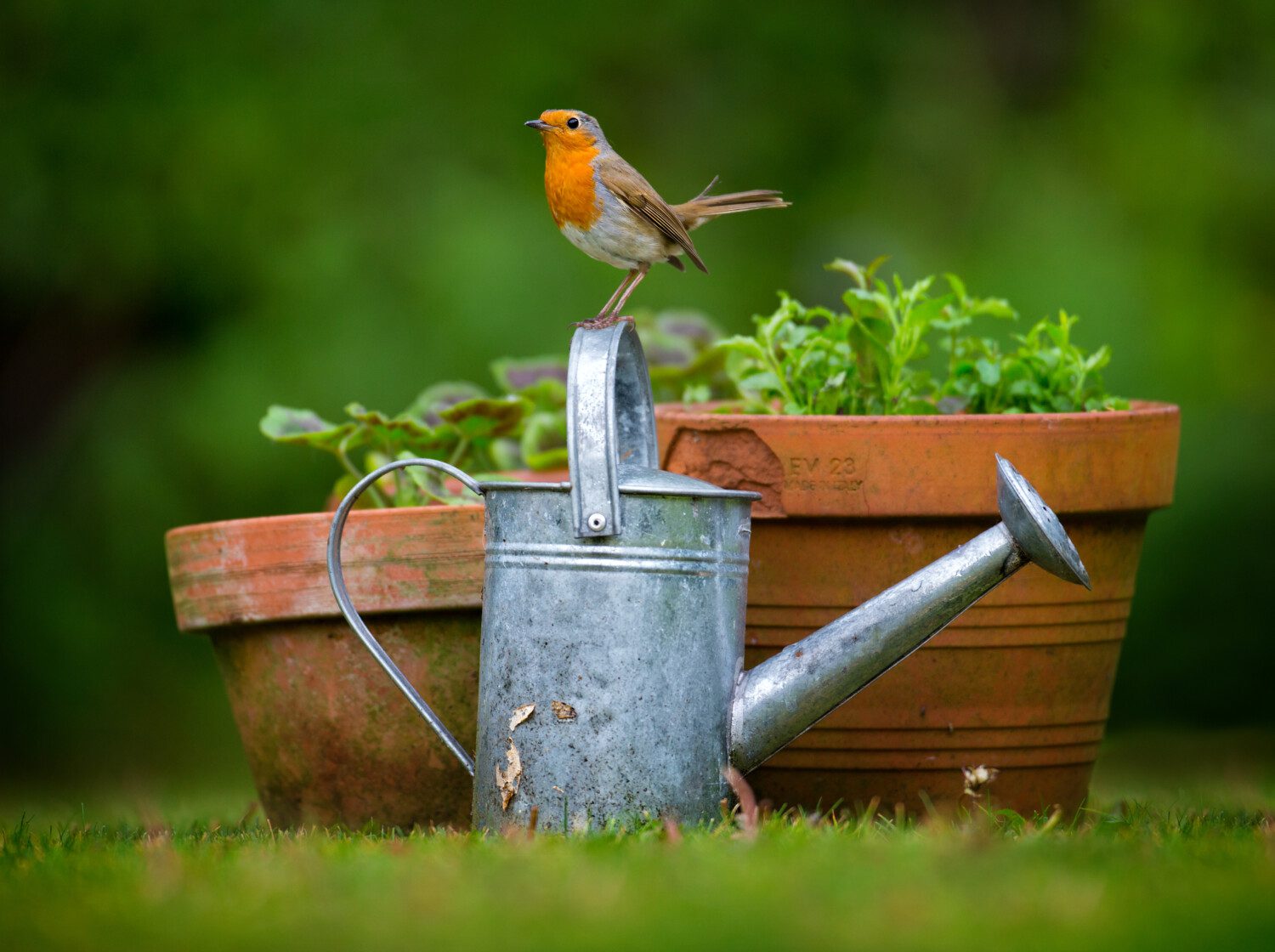 A robin sits on a watering can - the Coronation Gardens project will encourage engagement with nature