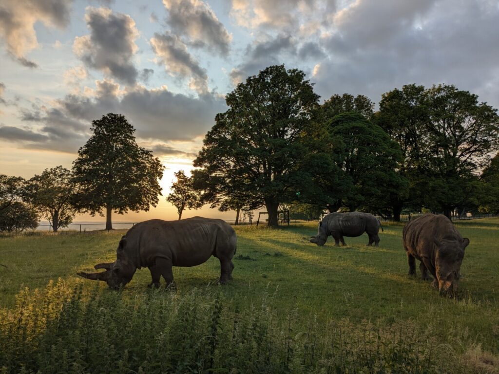 Southern White Rhino at Whipsnade Zoo c Whipsnade Zoo Southern White Rhinos at Whipsnade Zoo as part of Summer Saturdays