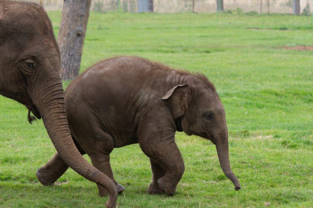 Asian elephants Elizabeth and Nang Phaya at Whipsnade Zoo for World Elephant Day