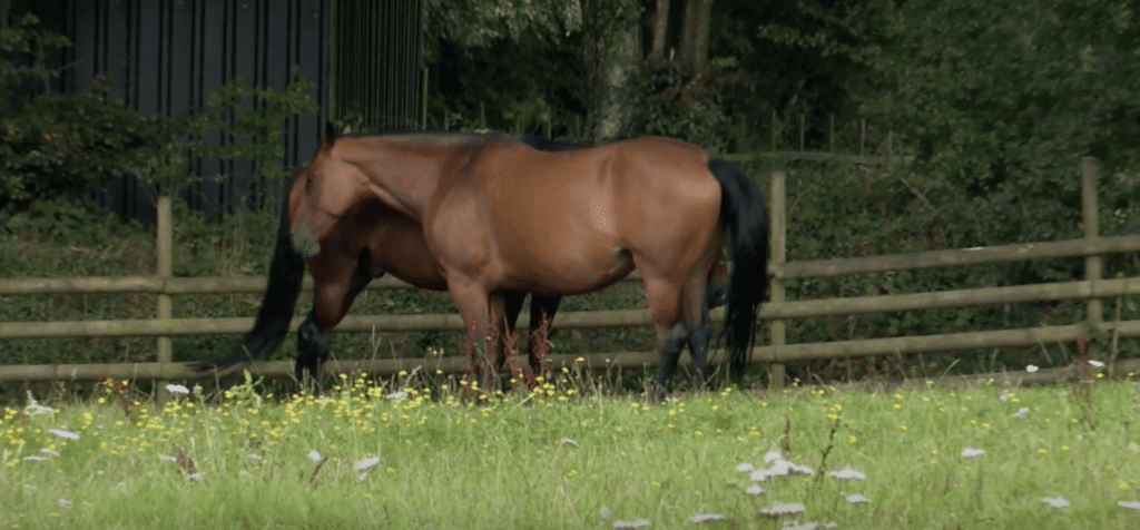 A horse at Ferne Animal Sanctuary