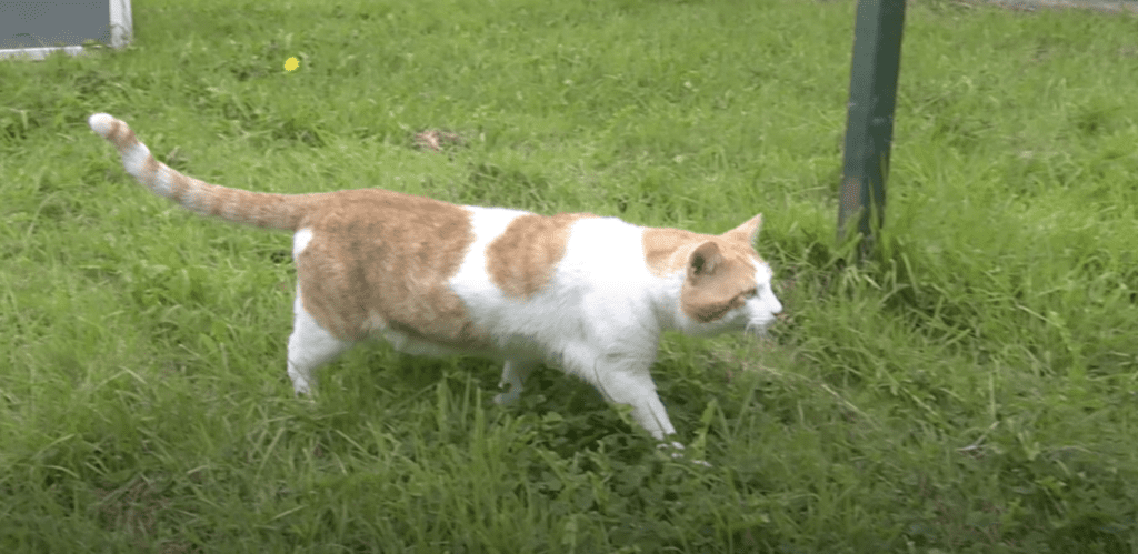 A cat at Ferne Animal Sanctuary