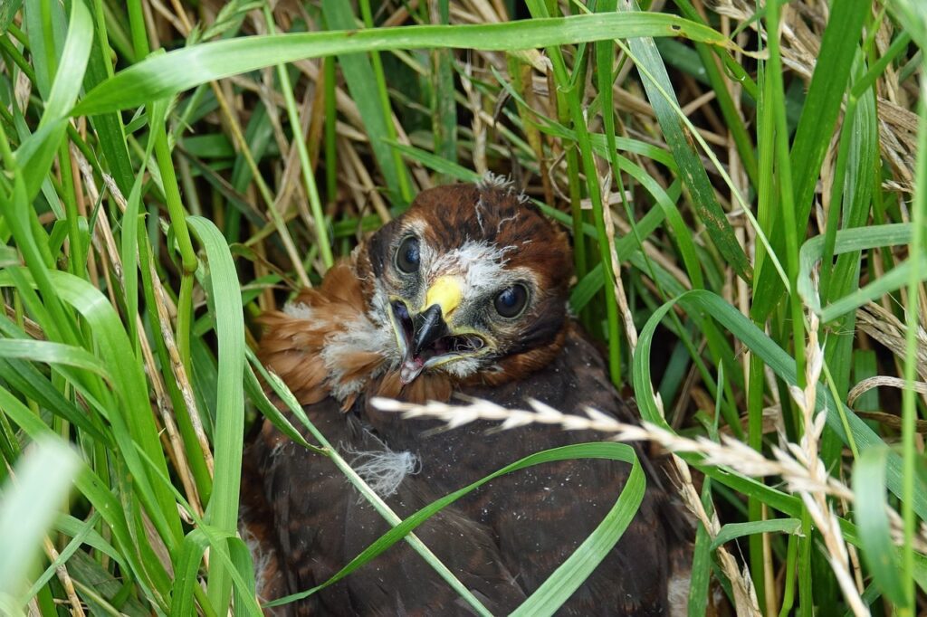 hen harrier 4870591 1280 Look for hen harriers on the Isle of Man
