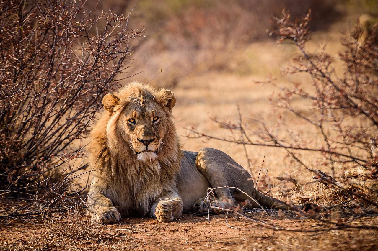 Celebrate World Lion Day at the Loapi camp