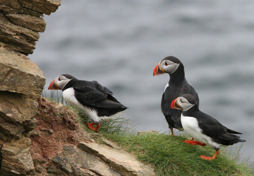 puffin 829185 1280 Puffins can be spotted on the Isle of Man