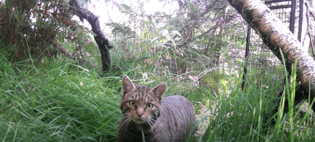 Screenshot 2023 09 28 at 09.20.18 Scottish wildcats may be next to be introduced to Alladale