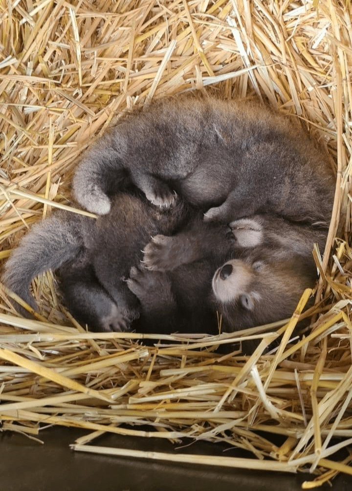 Red panda cubs at Whipsnade Zoo