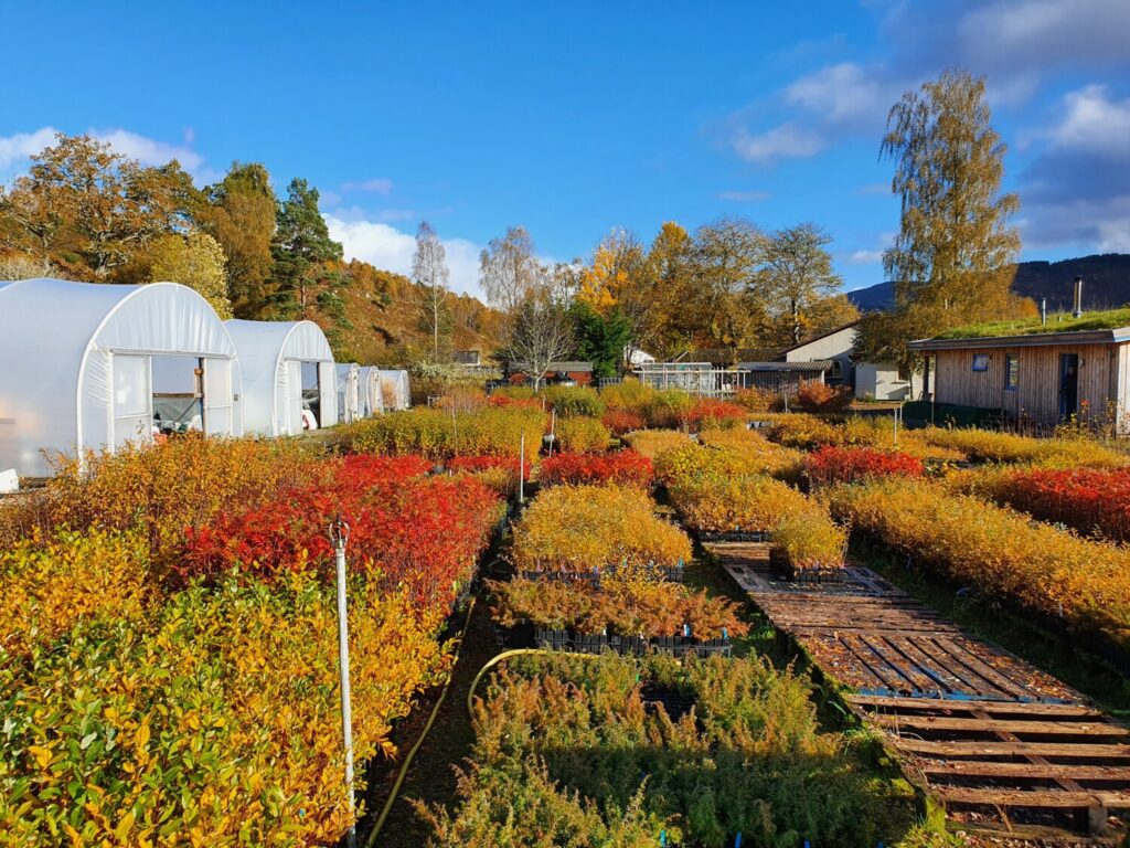 Dundreggan tree nursery © Trees for Life The tree nursery at Dundreggan, site of 8 Out Of 10 Bats