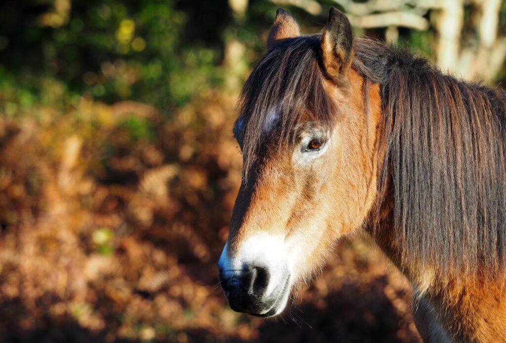 Bell Inn, New Forest. Pic by: www.thetraveltrunk.net As well as Pannage, wild ponies can be seen in the New Forest
