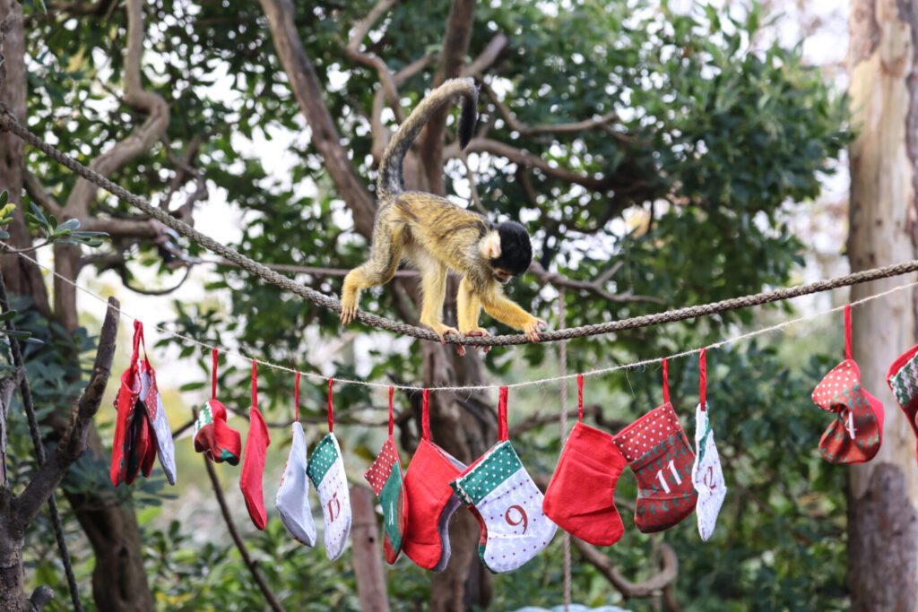 Squirrel monkeys enjoy advent stockings (c) London Zoo (7) Squirrel monkeys enjoy advent stockings during the countdown to Christmas at London Zoo