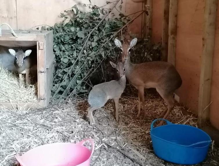 Dik-dik Acorn's parents.