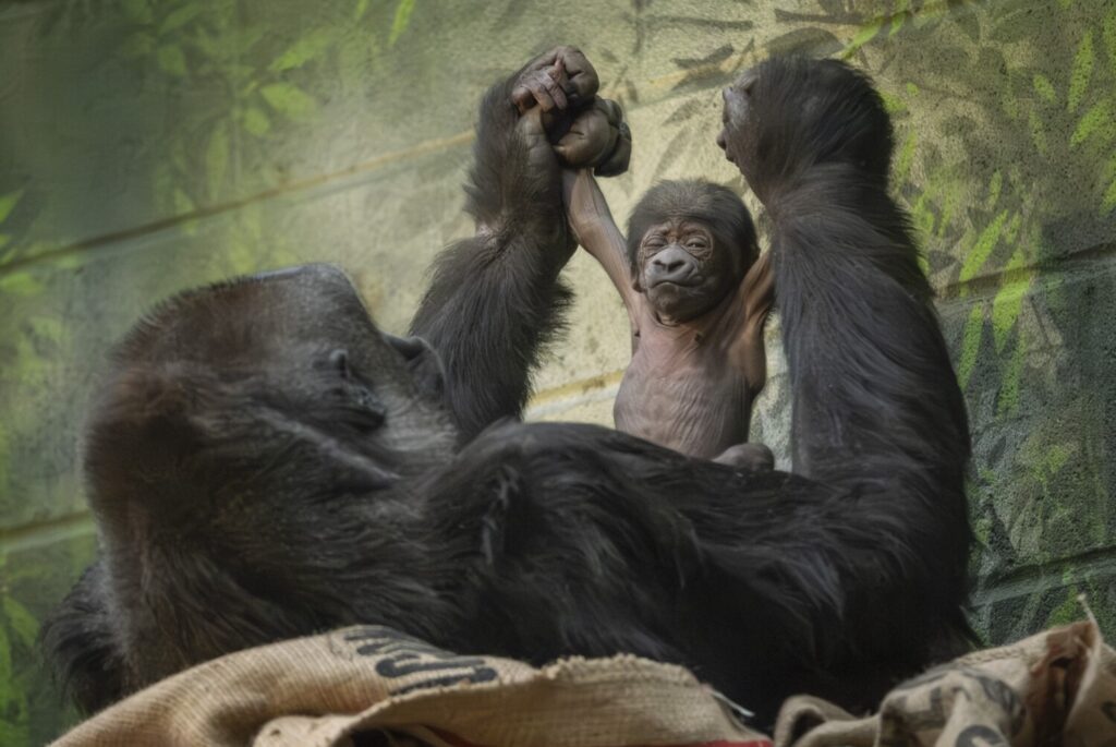 Western lowland gorilla Mjukuu holds newborn at London Zoo on 17 January 2024 (c)JKemeys LondonZoo (1) Western lowland gorilla Mjukuu holds her newborn at London Zoo