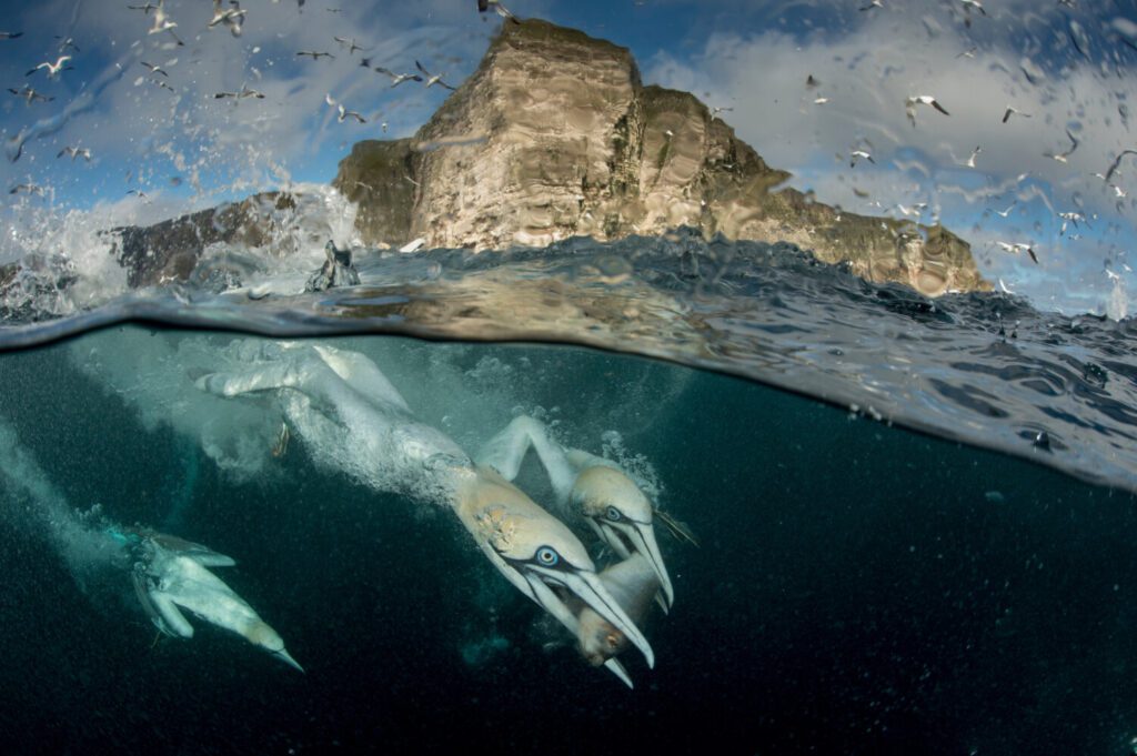 Gannets dving to feed on dsicarded fish, Shetland Isles Gannets will benefit from the Rewilding Nation campaign