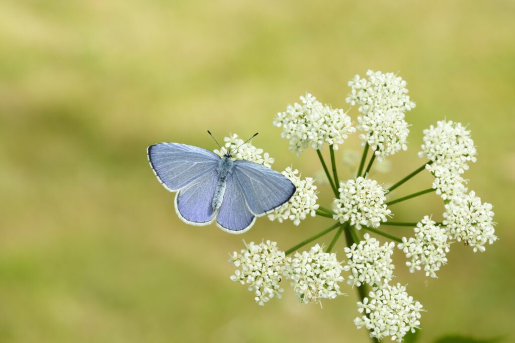 Holly Blue (c) Iain H Leach (1a) Holly Blues will be helped by letting grass grow long in your garden