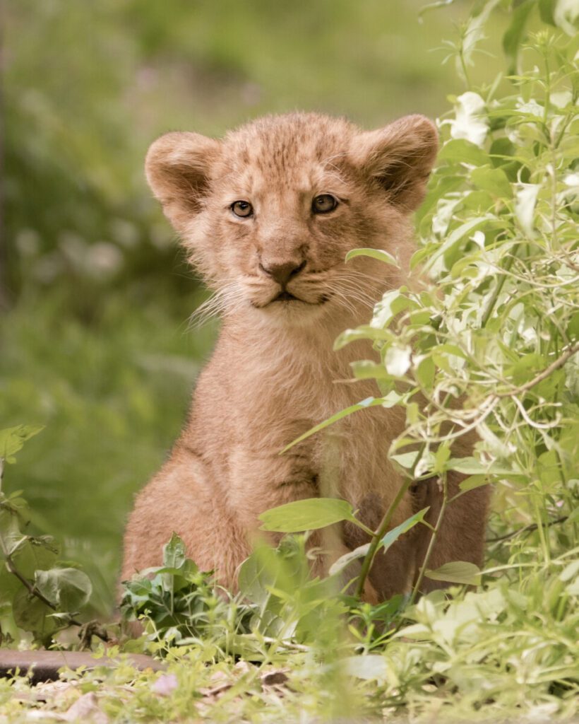 Lion cub enjoys the spring sunshine at London Zoo © Luke Capeling (2) One of the lion cubs enjoys the spring sunshine at London Zoo