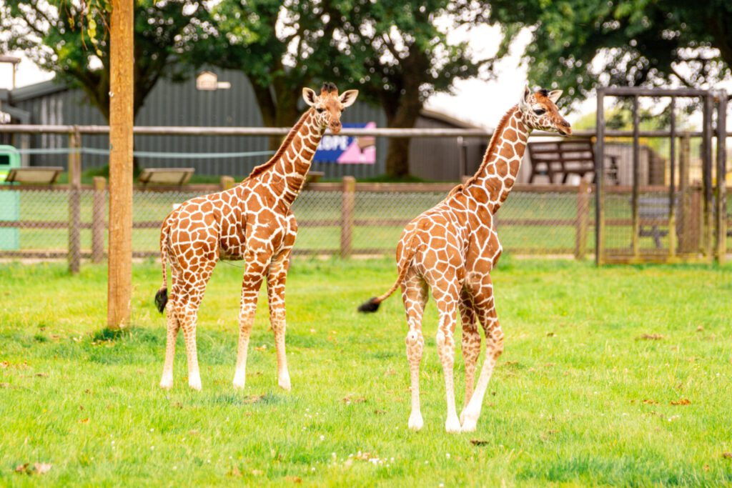 Both newly born giraffe calves exploring their outdoor paddock together at Whipsnade Zoo (c) ZSL Both newly born giraffe calves exploring their outdoor paddock together at Whipsnade Zoo