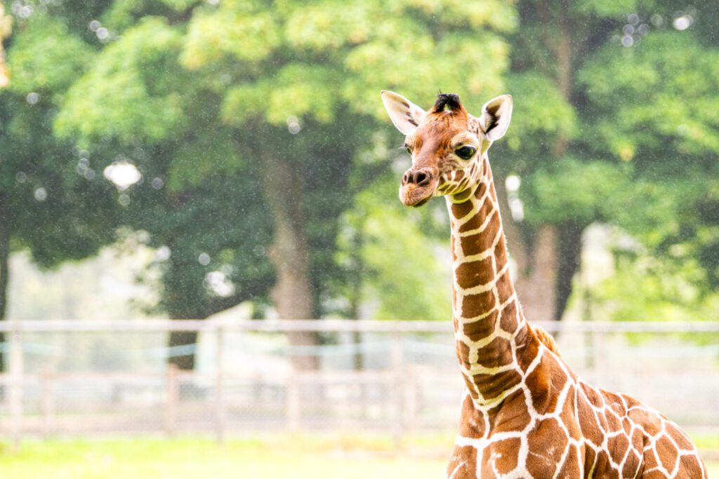 Male giraffe calf born 15 July 2024 at Whipsnade Zoo (c) ZSL Male giraffe calf born 15 July 2024 at Whipsnade Zoo