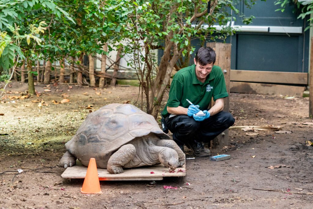 London Zoo weight training with Galapagos giant tortoises (