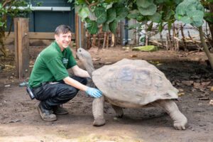 London Zoo weight training with Galapagos giant tortoises