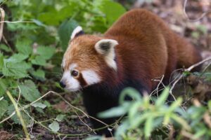 Marwell Zoo's new red panda