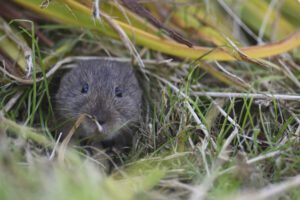The Orkney Vole, currently threatened by the stoat population