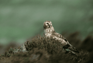 A Hen Harrier on Orkney