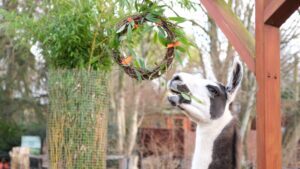 Visit the llamas at London Zoo over Twixmas