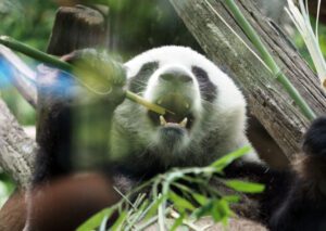 Vienna Zoo. 2026.