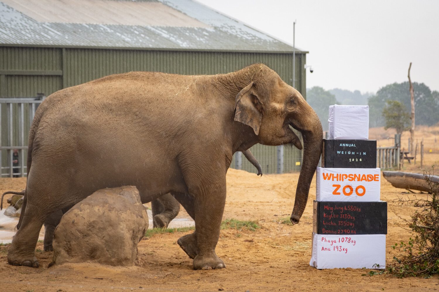 An Asian Elephant at Whipsande Zoo's Annual Weigh In 2026