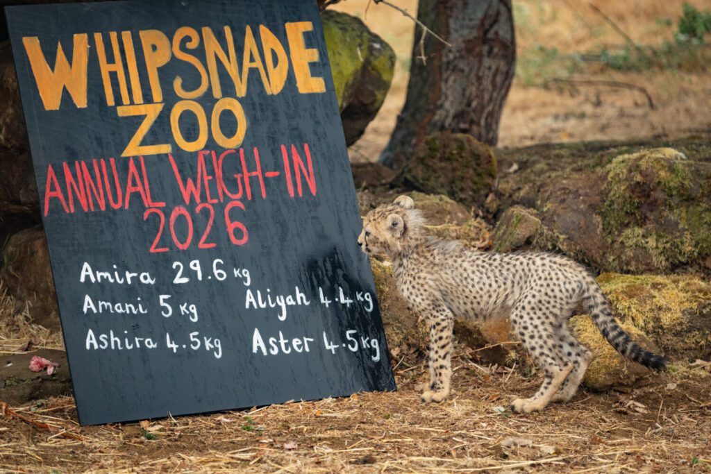 Northen Cheetahs at Whipsande Zoo Annual Weigh In 2026 (c) ZSL (1) A Northen cheetah cub at Whipsnade Zoo's Annual Weigh In 2026
