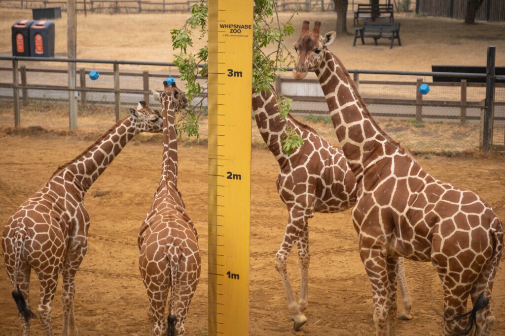 Reticulated giraffes at Whipsande Zoo Annual Weigh In 2026 (c) ZSL (4) Reticulated giraffes at Whipsnade Zoo's Annual Weigh In 2026