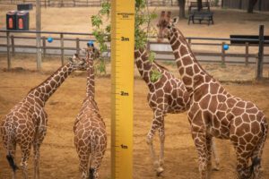 Reticulated giraffes at Whipsnade Zoo's Annual Weigh In 2026