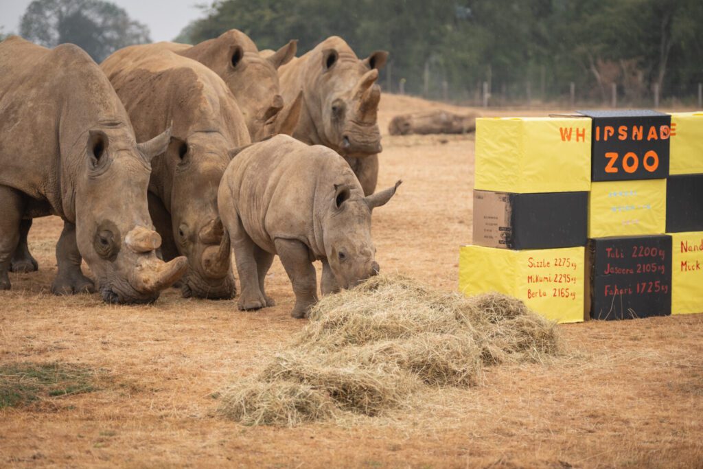 Southern white rhinos at Whipsande Zoo. Annual Weigh In 2026 (c) ZSL (11) Southern white rhinos at Whipsnade Zoo's Annual Weigh In 2026