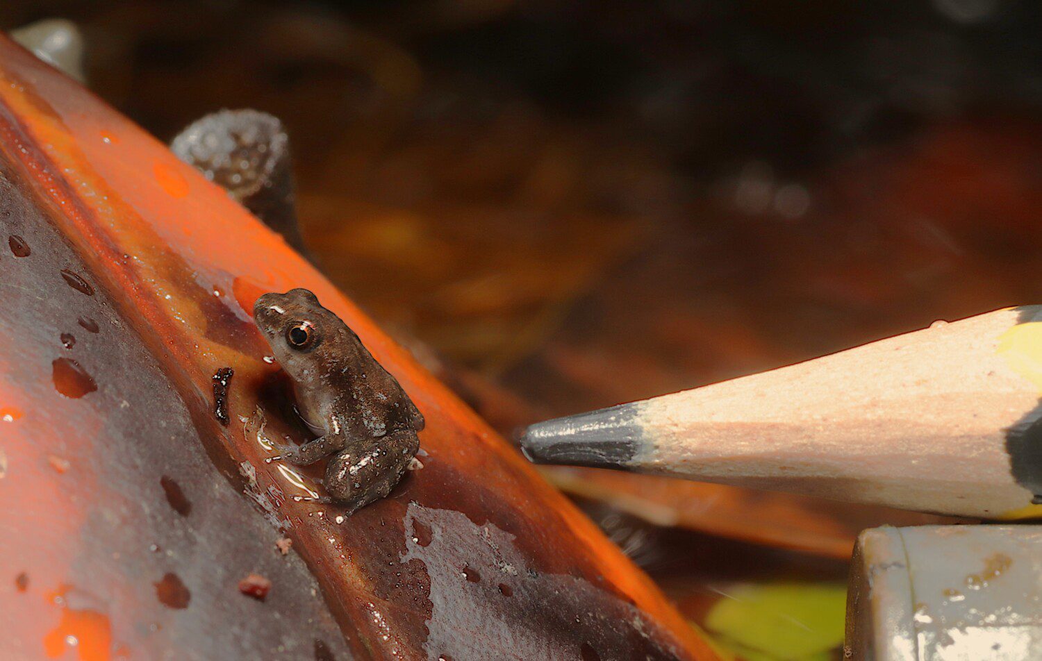 Afia Birago's puddle frogs at London Zoo
