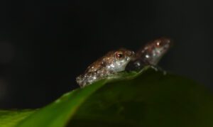 Afia Birago's puddle frogs at London Zoo