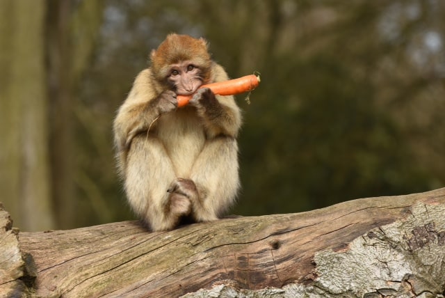 Easter monkeys at Stoke on Trent | Discover Animals