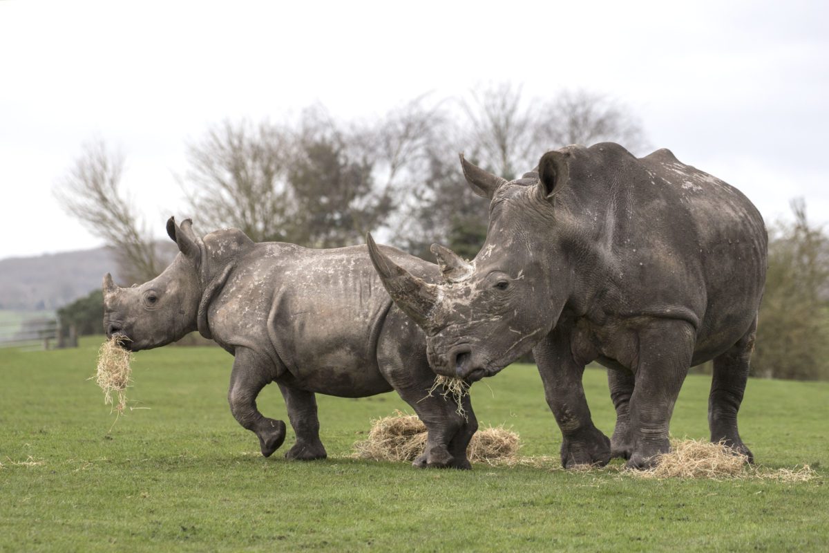 Rhino Week At West Midland Safari Park Discover Animals